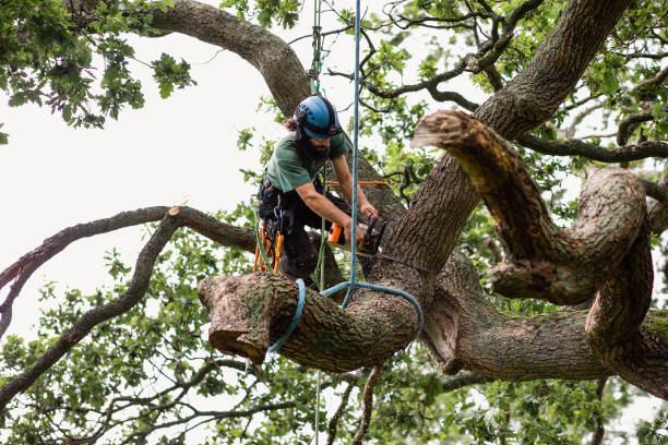 Trees and Plants Removal