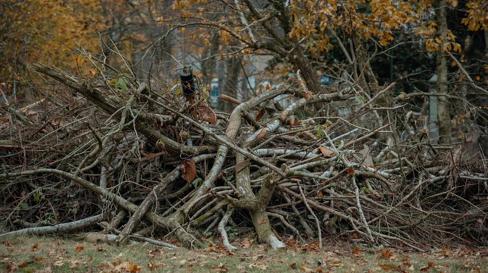 Tree Trimming Disposal (3)